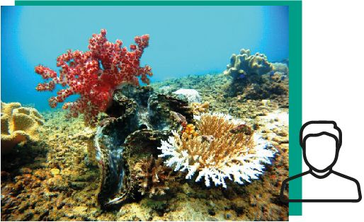 Bénitiers et coraux